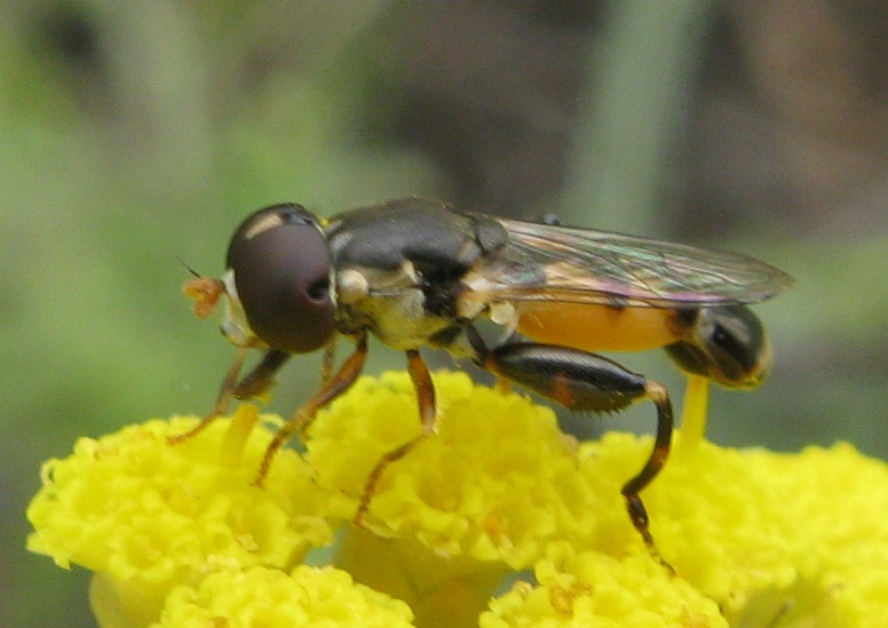 Syritta pipiens e..